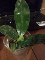 Phal.violacea ingdigo 22.09.20 (1)m.jpg