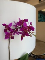 92C09354-E649-4F17-95F4-136A327DA9E0.jpeg