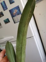 IMG_20200927_124403.jpg