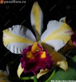 image-F-Fushu_Glory_Holiday_5.jpg