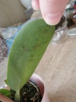 IMG_20201010_120554.jpg
