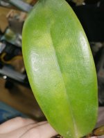 IMG_20201010_121729.jpg