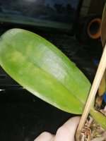 IMG_20201010_121718.jpg