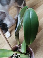 IMG_20201010_120715.jpg