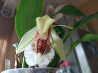 IMG_20201011_121316.jpg