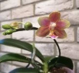 IMG_20201015_175742.jpg