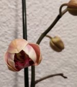 IMG_20201016_203623.jpg