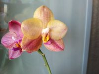IMG_20201011_120838.jpg