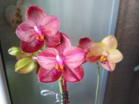 IMG_20201011_120914.jpg