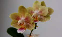 IMG_20201017_111446.jpg