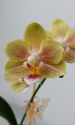 IMG_20201017_111346.jpg