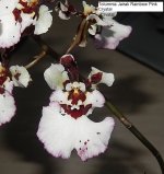 DSCN7687.JPG