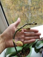 IMG_20201019_095358.jpg