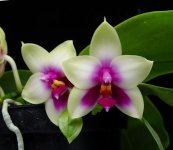 190311031206_Phalaenopsis-bellina-os-x-f3.jpg