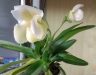 IMG_20201023_1600361.jpg
