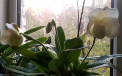 IMG_20201023_1601311.jpg