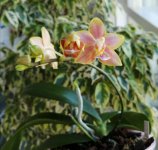 IMG_20201024_113719.jpg