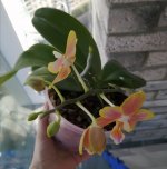IMG_20201024_113702.jpg