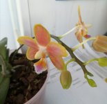 IMG_20201024_113645.jpg