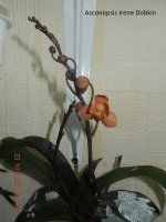 DSCN7700.JPG
