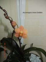 DSCN7702.JPG