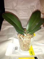 Phal. Buddha's Treasure m.jpg