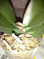 Phal. Buddha's Treasure (2)m.jpg