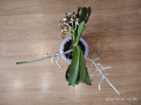 IMG_20201031_133024.jpg