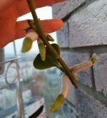 IMG_20201102_163820.jpg