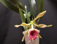 IMG_20201103_1433251.jpg