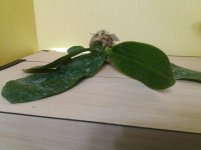 20201104_153306.jpg