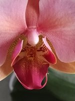 IMG_20201105_115646.jpg