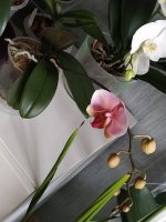 IMG_20201105_115701.jpg