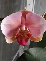 IMG_20201105_115638.jpg