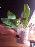 P. LD's Bear King 'YK-10' x P. speciosa blue.jpg