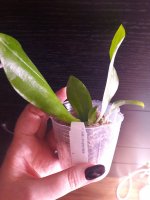 P. tetraspis grey-blue.jpg