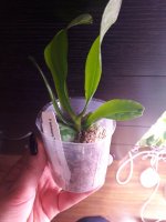 P. tetraspis blue gray  coffee.jpg