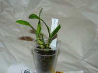 Encyclia vittelina 1-m.JPG