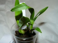 Encyclia vittelina (2)-m.JPG