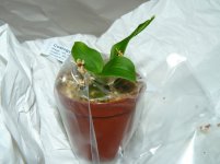 Coelogyne odoardi (3)-m.JPG