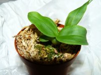 Coelogyne odoardi (1)-m.JPG