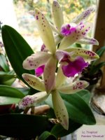 Lc. Tropical Pointer Cheetah (4) m.jpg