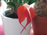 20200801_133013.jpg