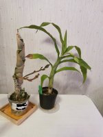 IMG_20201107_023310~2.jpg