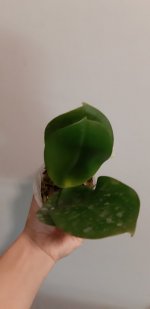 20201104_150516.jpg