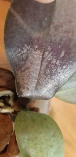 20201108_160641.jpg