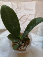 IMG_20201106_113352.jpg