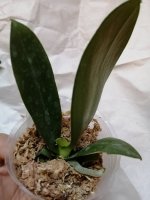 IMG_20201106_113439.jpg