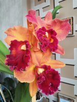 IMG_20201031_133908.jpg