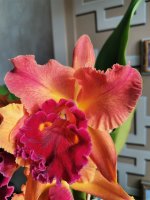 IMG_20201107_134507.jpg